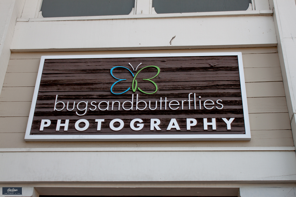 bugsandbuttflies photography